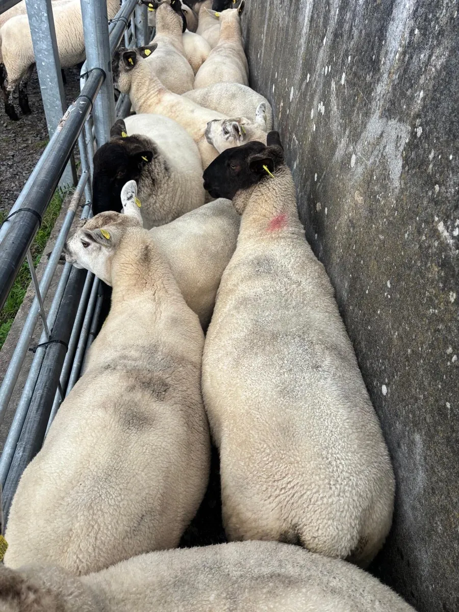 Breeding Ewe Hoggets - Image 2