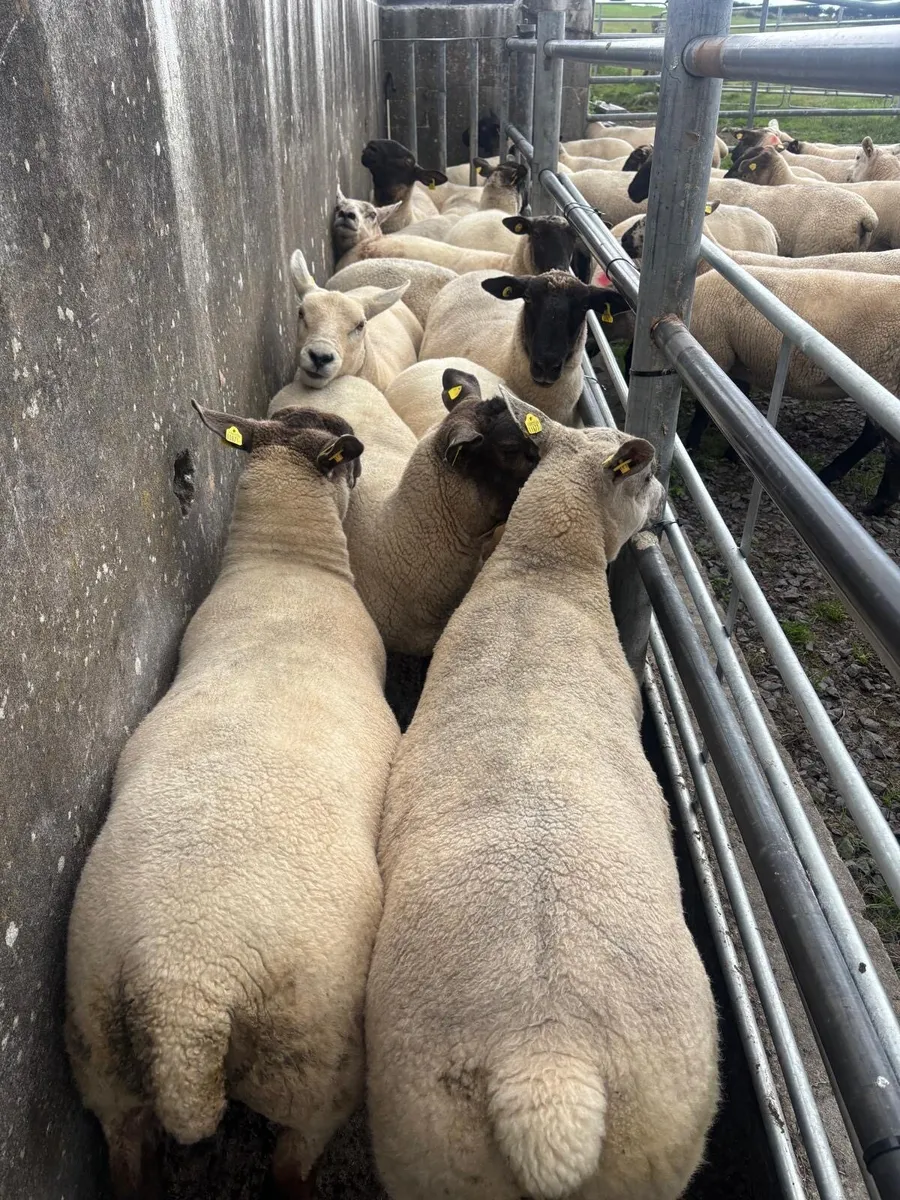 Breeding Ewe Hoggets - Image 1