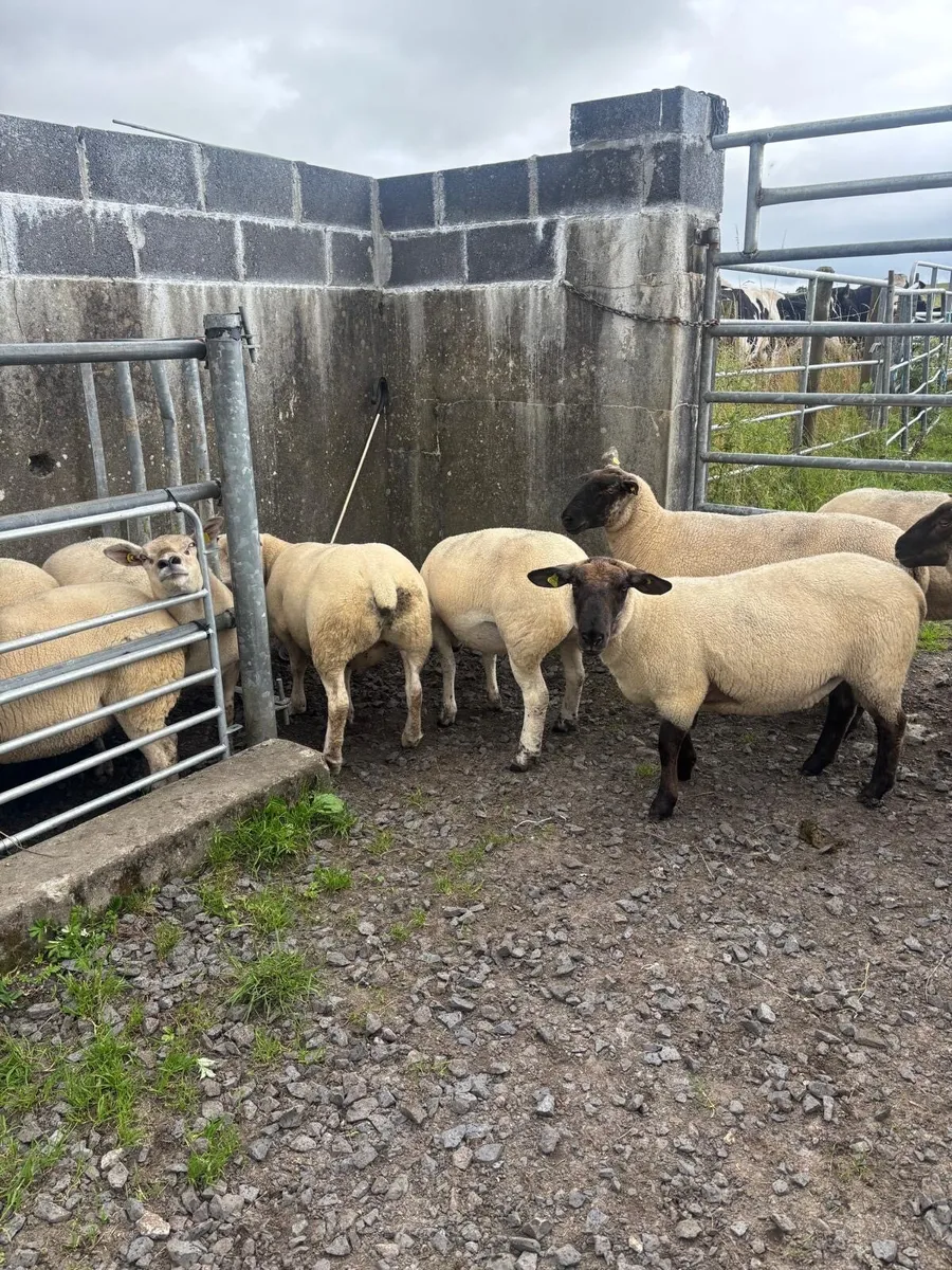 Breeding Ewe Hoggets - Image 3