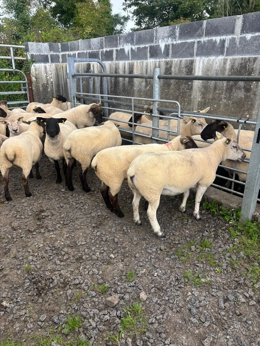 Breeding Ewe Hoggets - Image 4