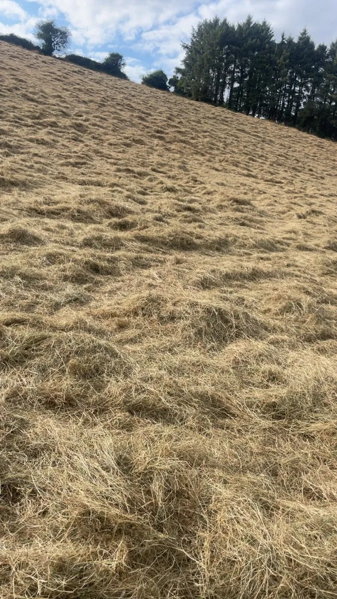 Horse hay - Image 3