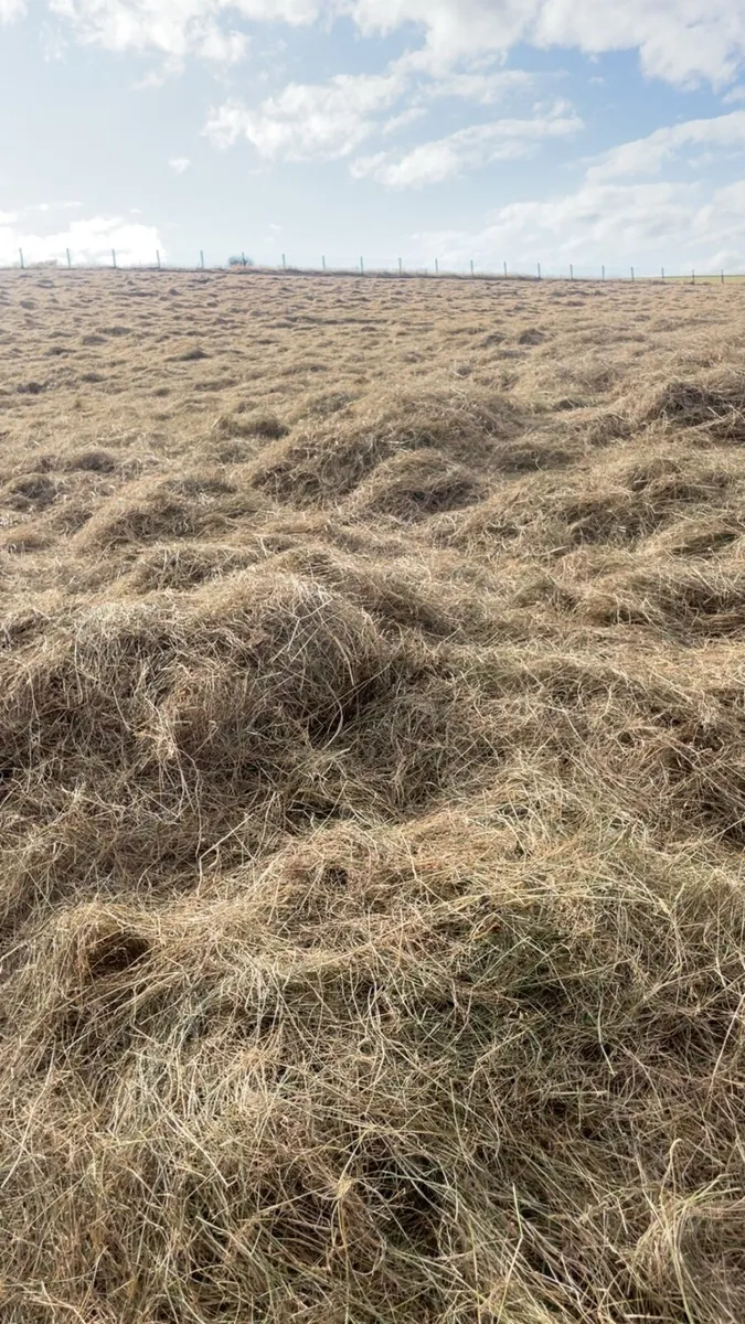 Horse hay - Image 4