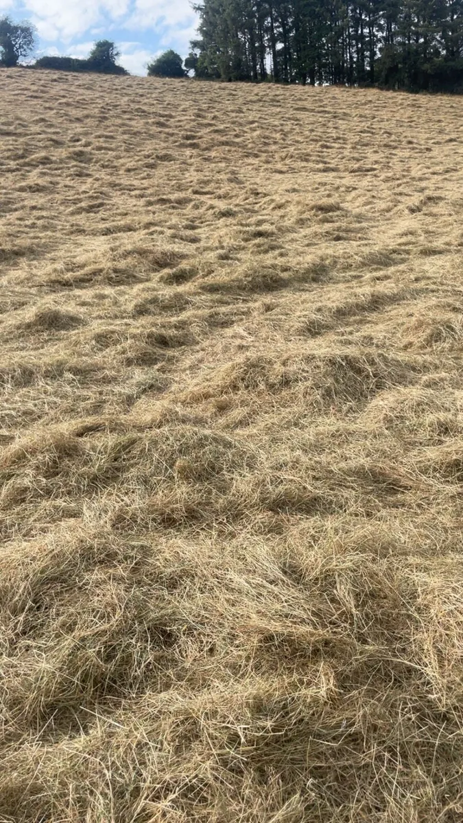 Horse hay - Image 1