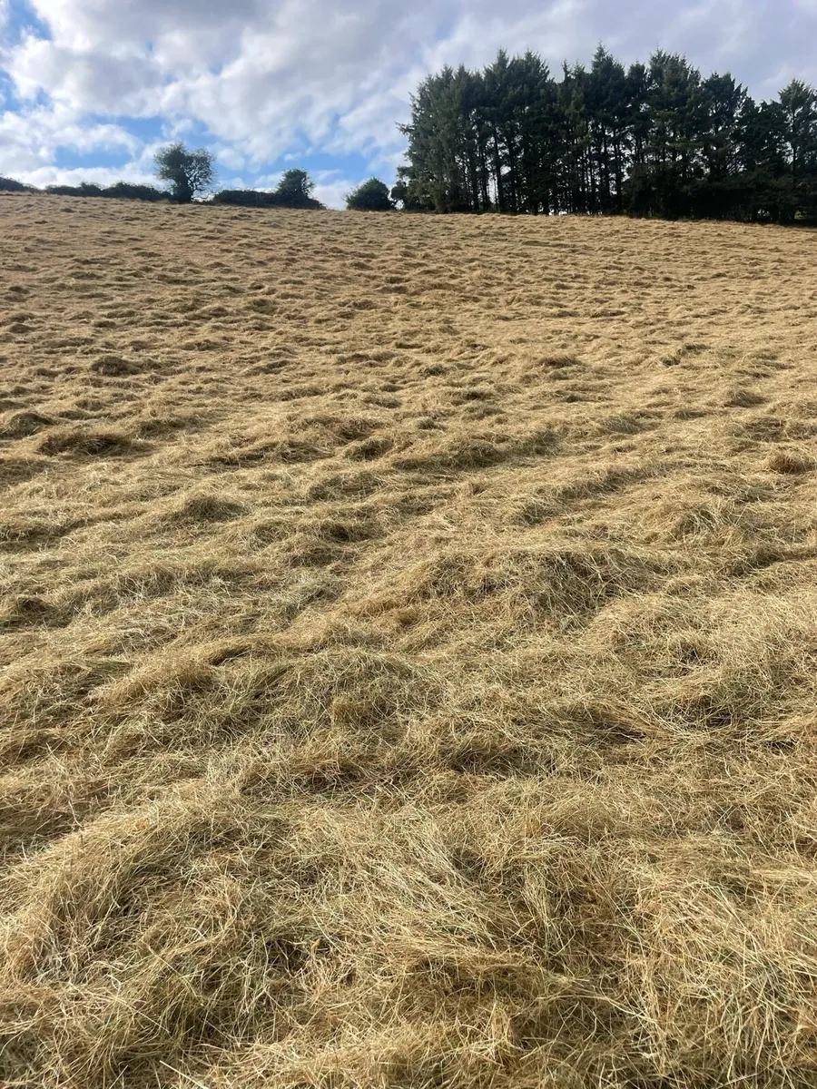 Horse hay - Image 2
