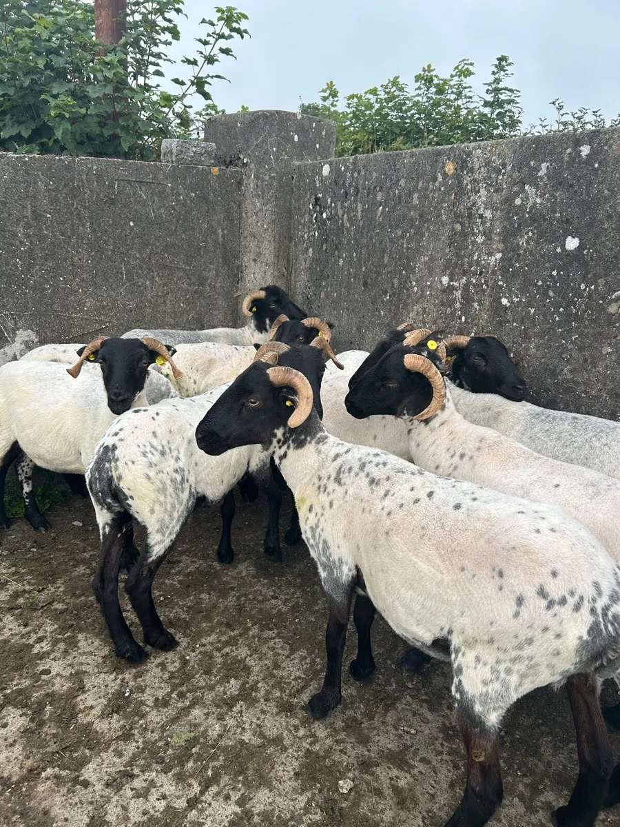 Horned Ewe Hoggets & NCC Ewe Lambs - Image 3