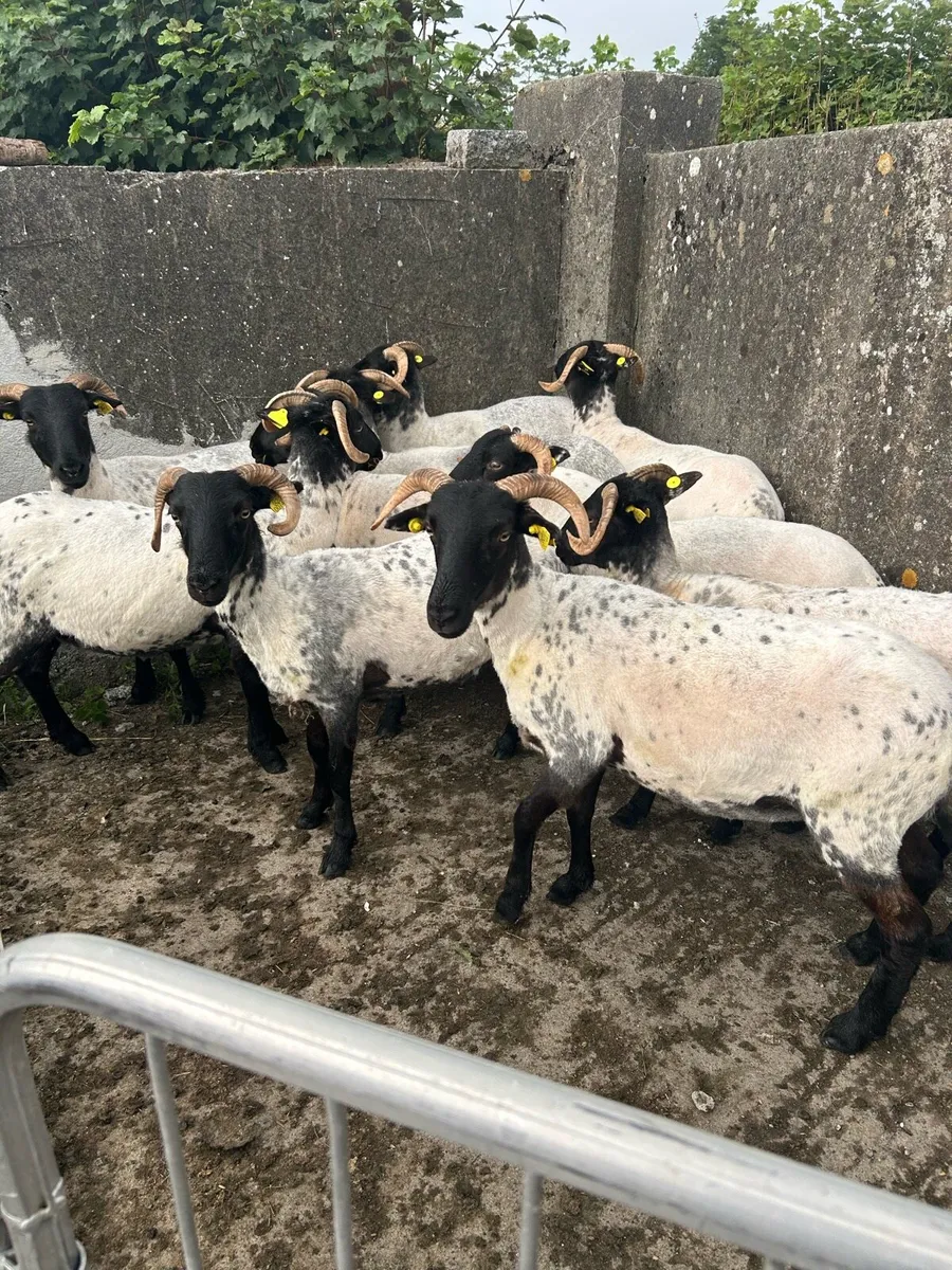 Horned Ewe Hoggets & NCC Ewe Lambs - Image 1