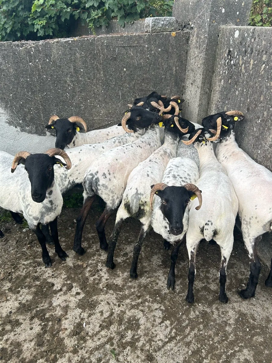 Horned Ewe Hoggets & NCC Ewe Lambs - Image 2