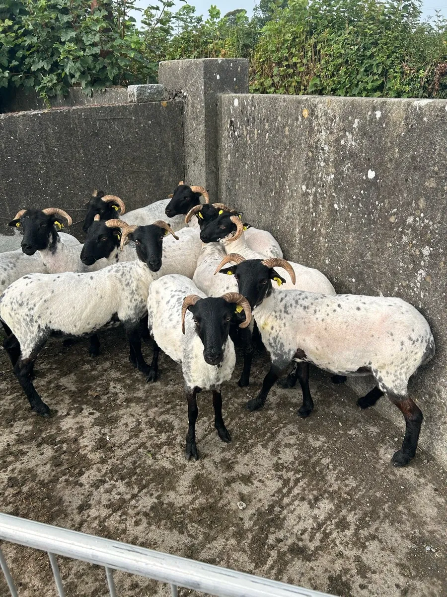 Horned Ewe Hoggets & NCC Ewe Lambs - Image 4