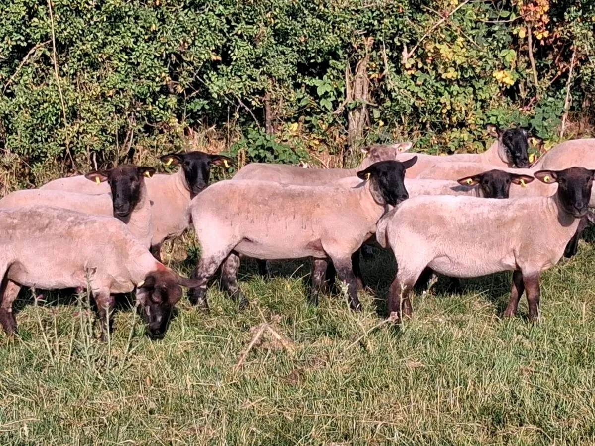11 SUFFOLK HOGGET EWES FOR SALE - Image 1