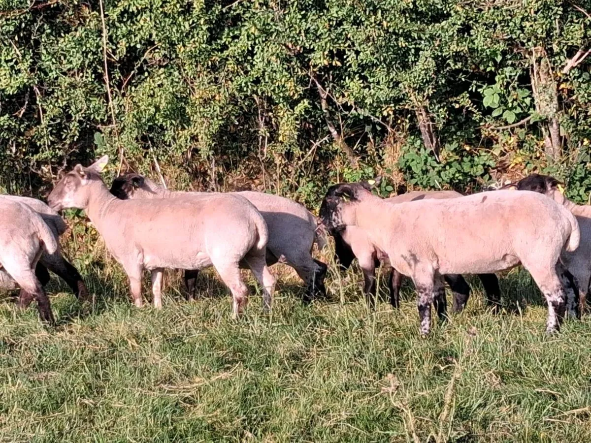 11 SUFFOLK HOGGET EWES FOR SALE - Image 3