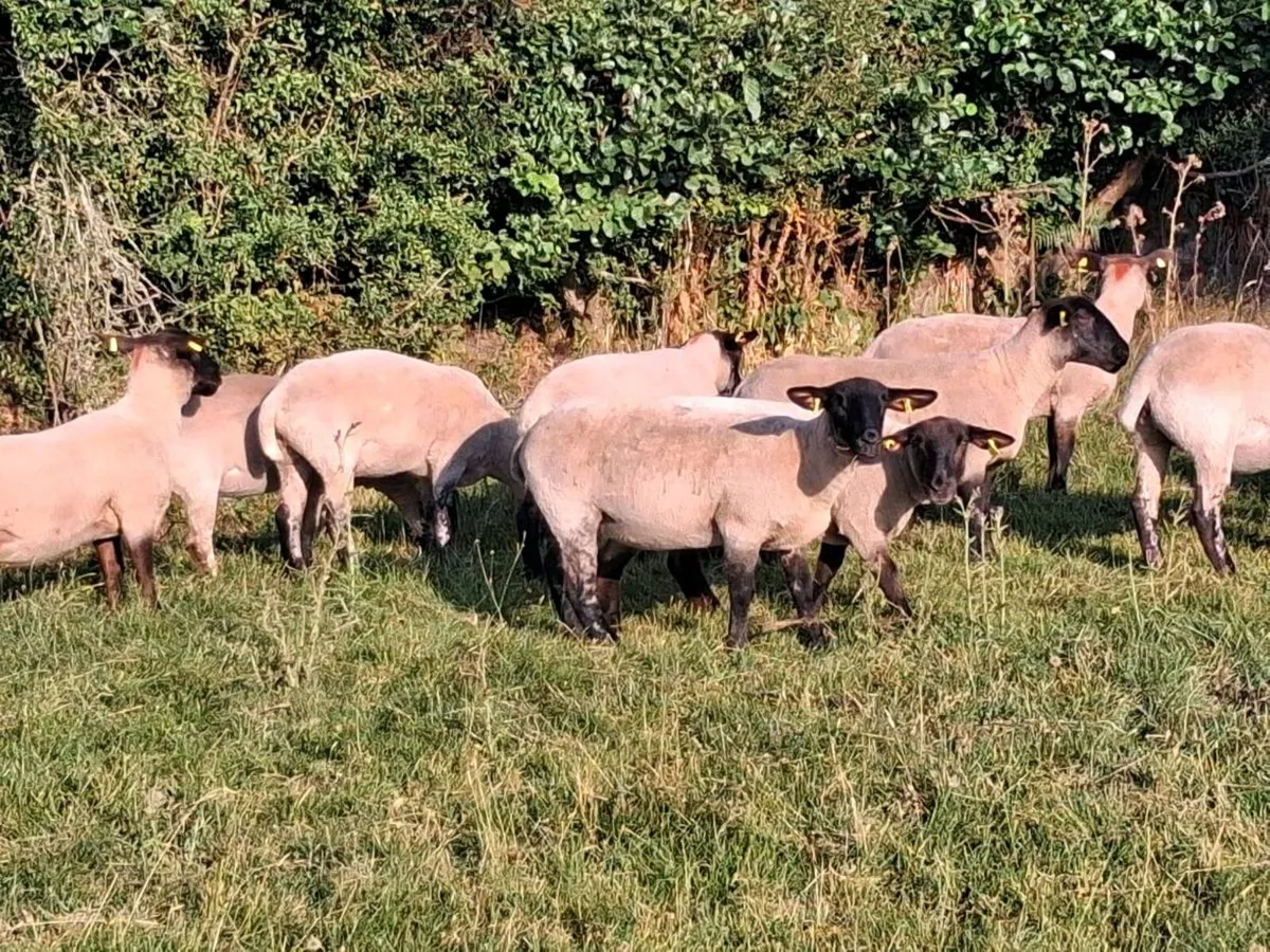 11 SUFFOLK HOGGET EWES FOR SALE - Image 4