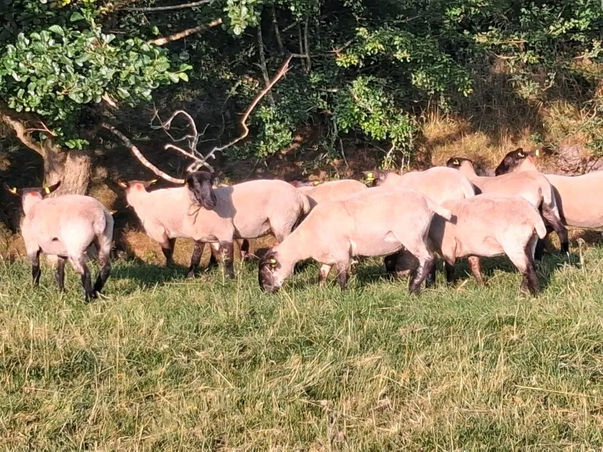 11 SUFFOLK HOGGET EWES FOR SALE - Image 2