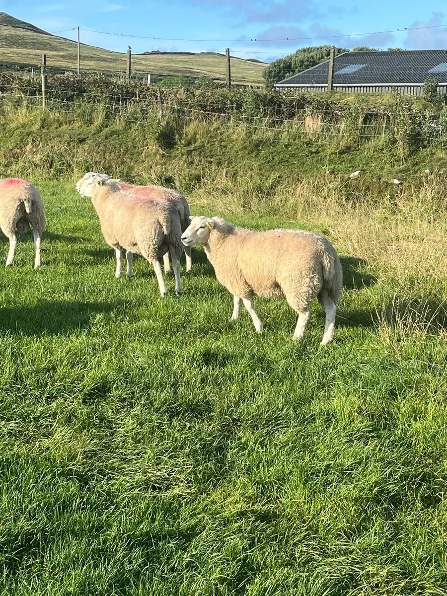 PBR SiS Belclare rams - Image 2
