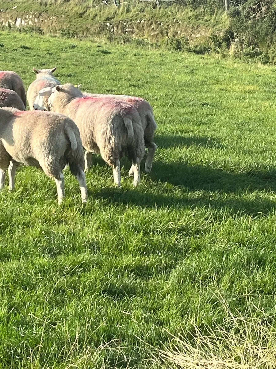 PBR SiS Belclare rams - Image 3