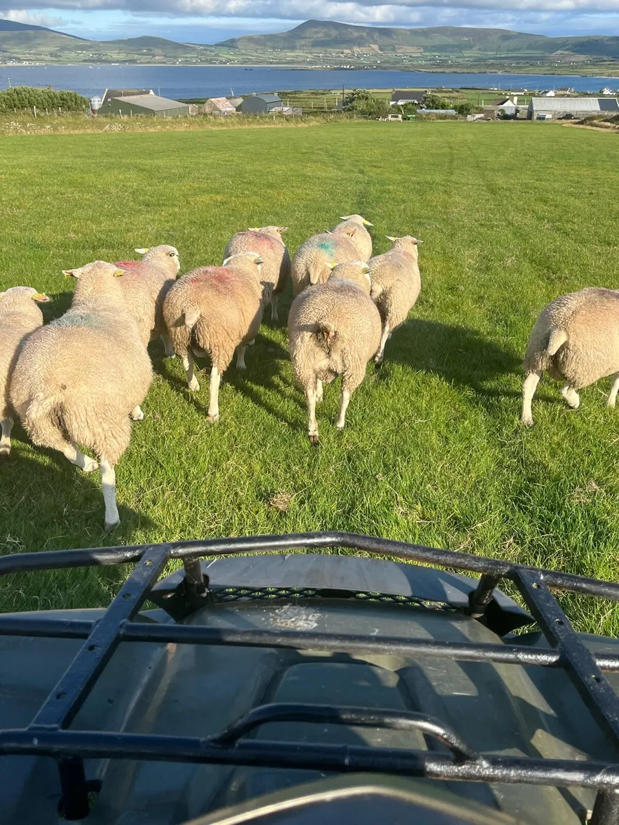 PBR SiS Belclare rams - Image 4