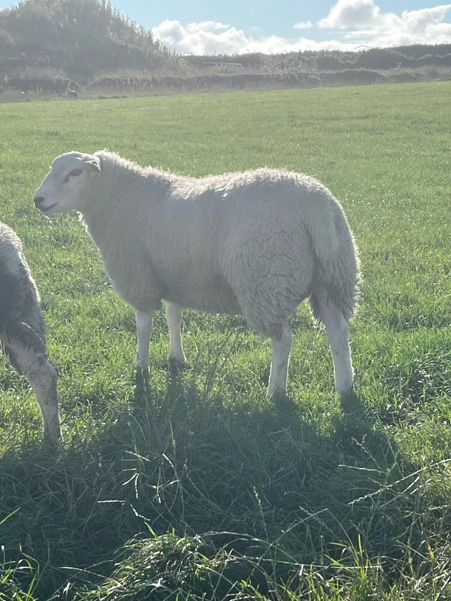 PBR SiS Belclare rams - Image 1