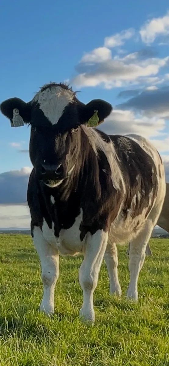 Cracking heifer - Image 1