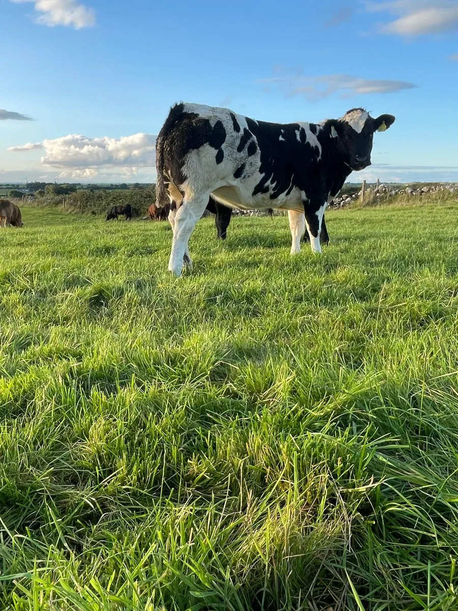 Cracking heifer - Image 2