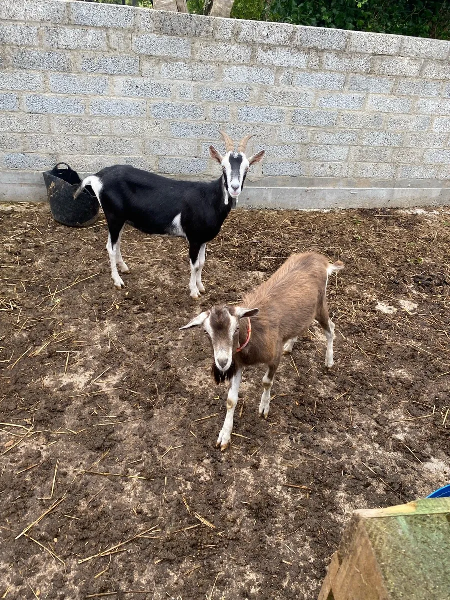Female Goat & Billy - Image 1