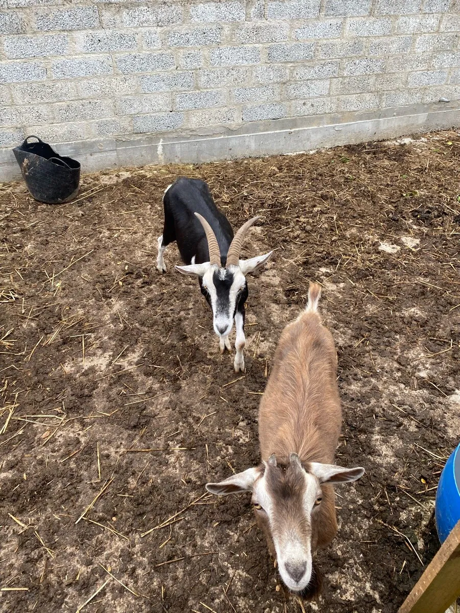 Female Goat & Billy - Image 2