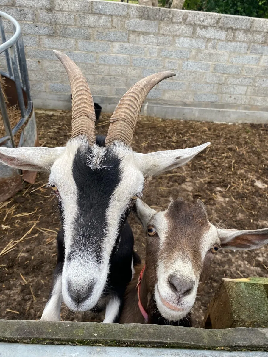Female Goat & Billy - Image 3
