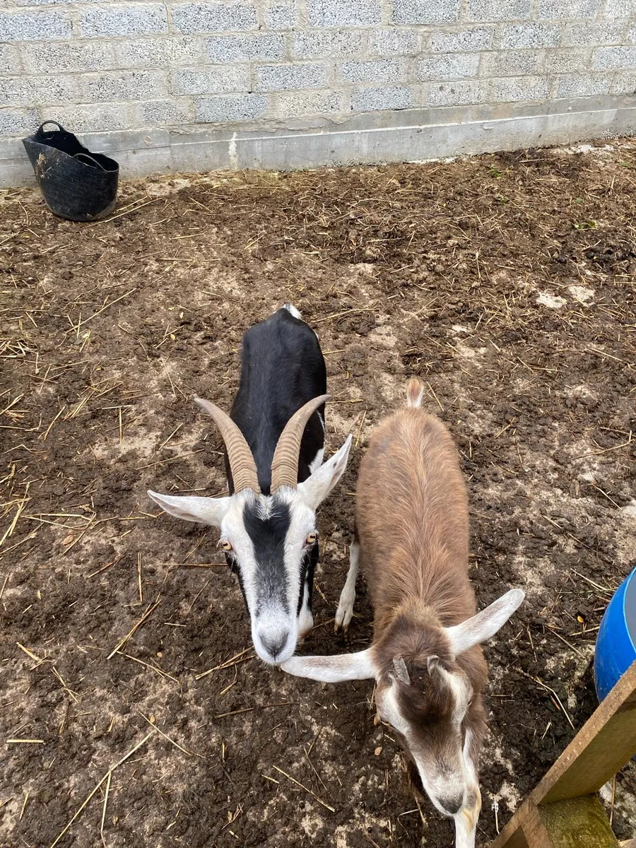 Female Goat & Billy - Image 4