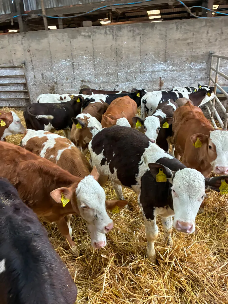 Simmental Fkv and Charolais bulls - Image 2