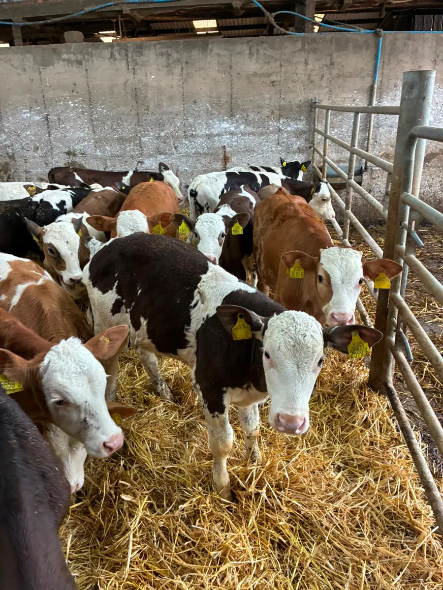 Simmental Fkv and Charolais bulls - Image 3