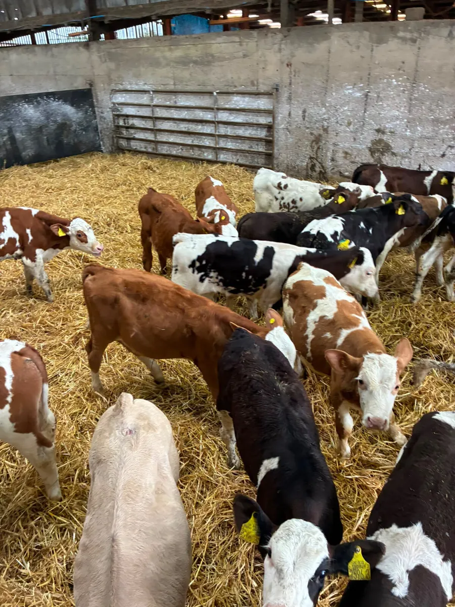 Simmental Fkv and Charolais bulls - Image 4