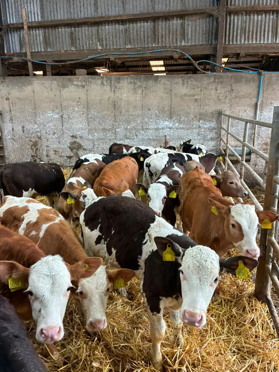 Simmental Fkv and Charolais bulls - Image 1