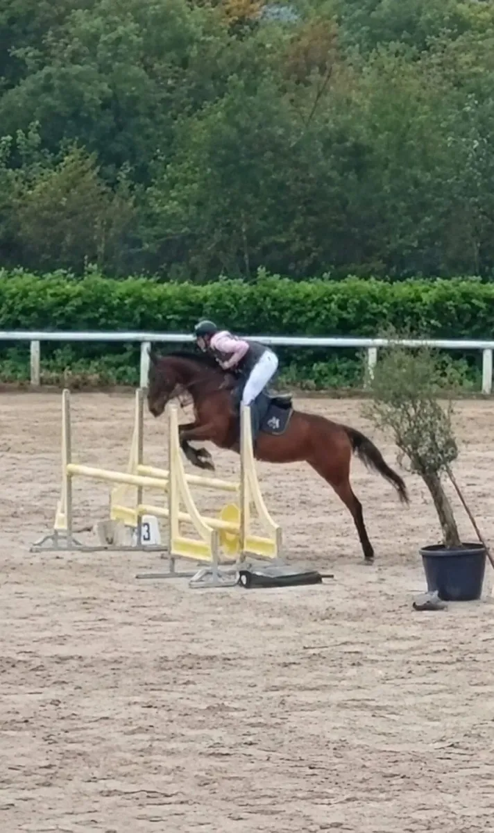 Pony - Image 2