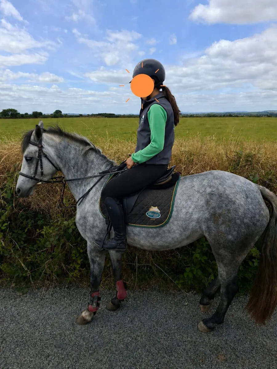 Connemara Pony - Image 2