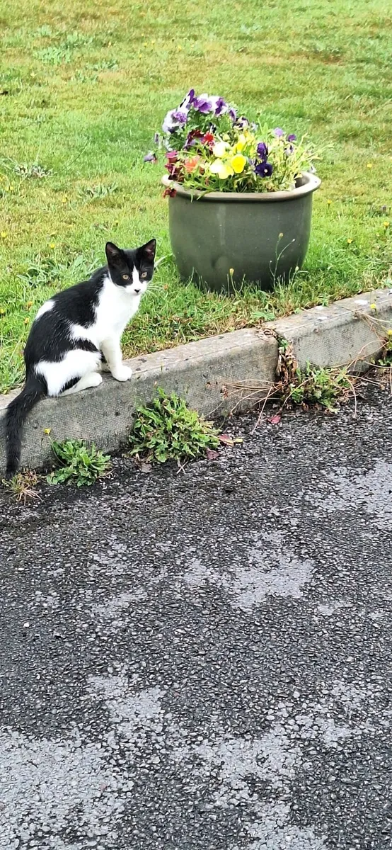 Kitten - Image 2