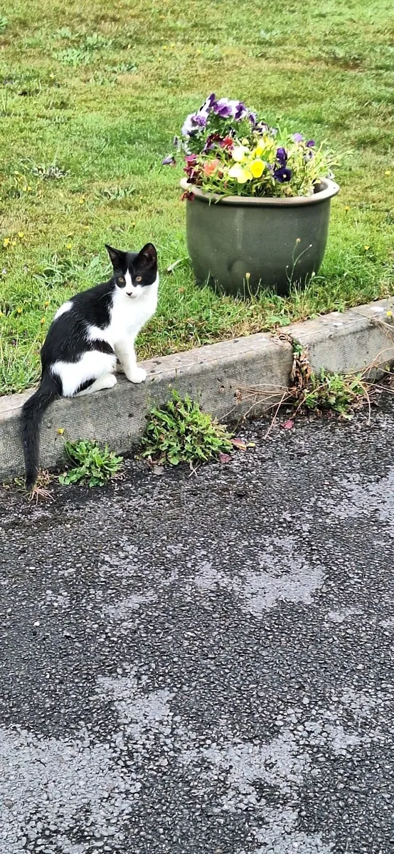 Kitten - Image 1