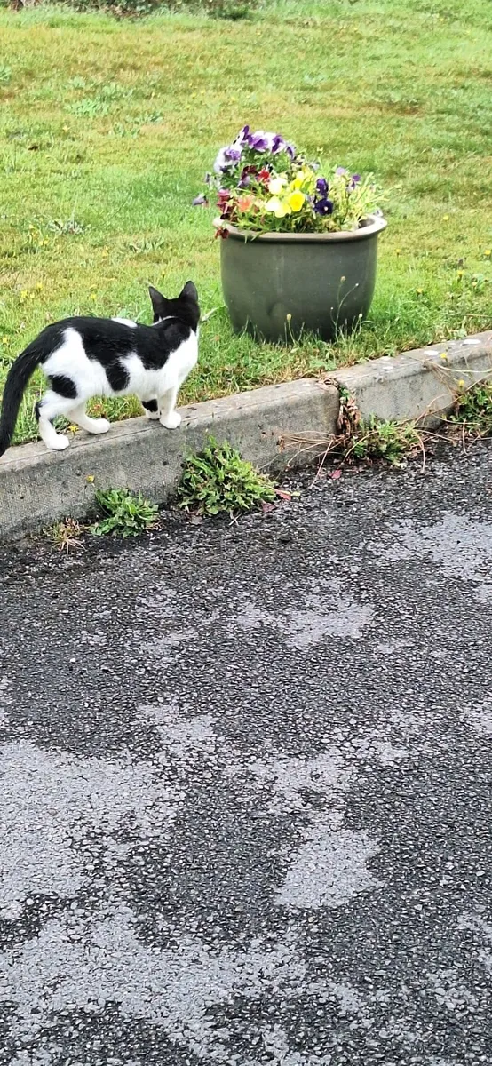 Kitten - Image 3