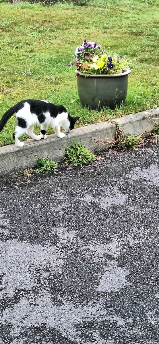 Kitten - Image 4