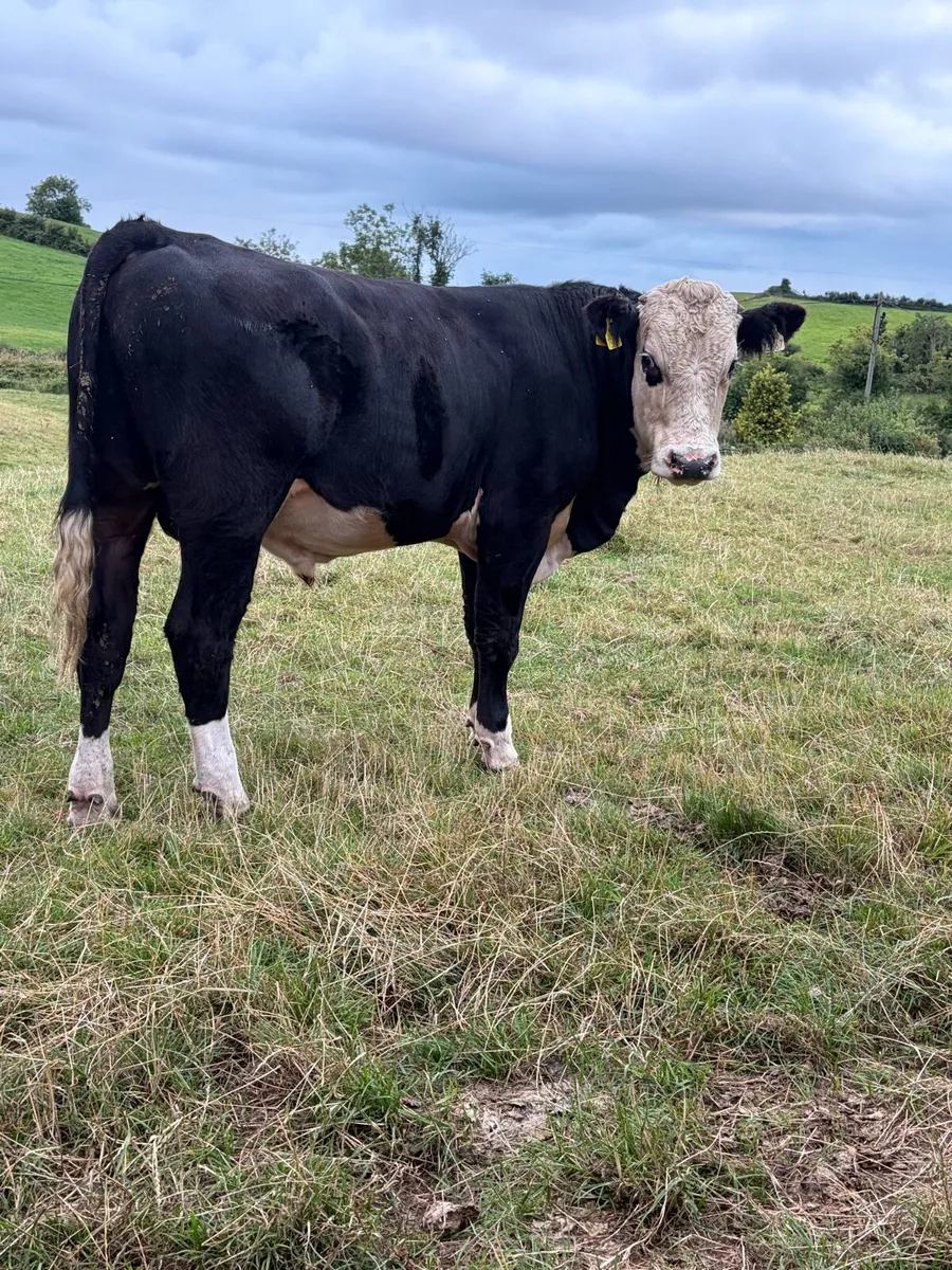 30 Hereford and Angus bulls - Image 1