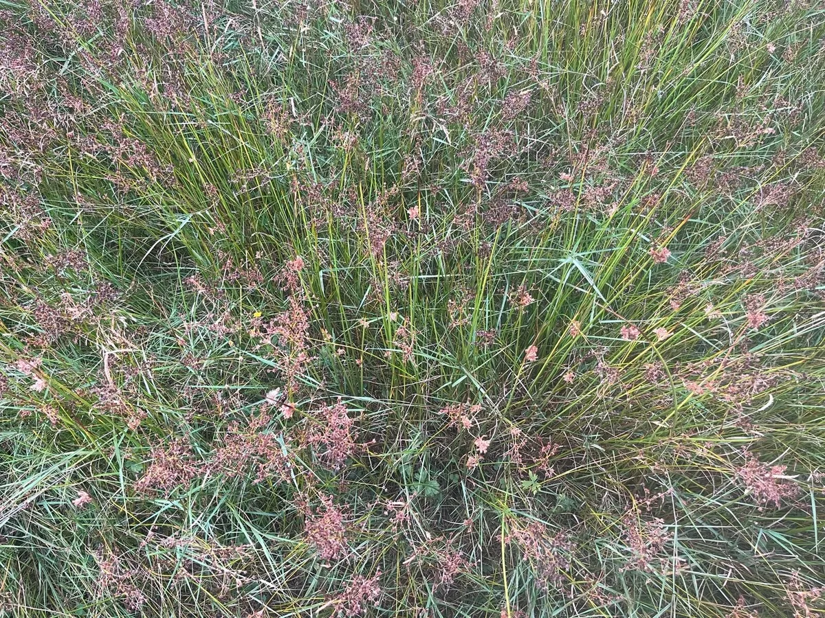 Coarse Grass - Image 2