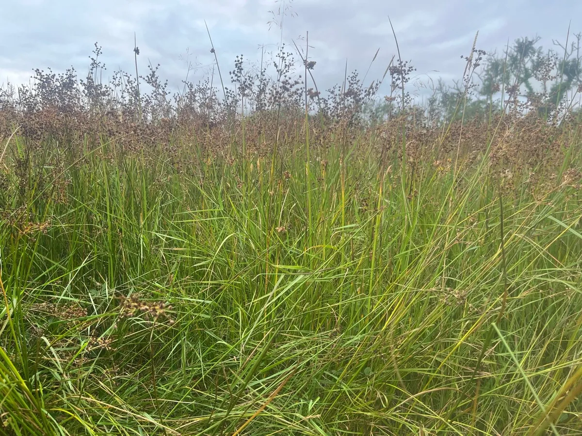 Coarse Grass - Image 3