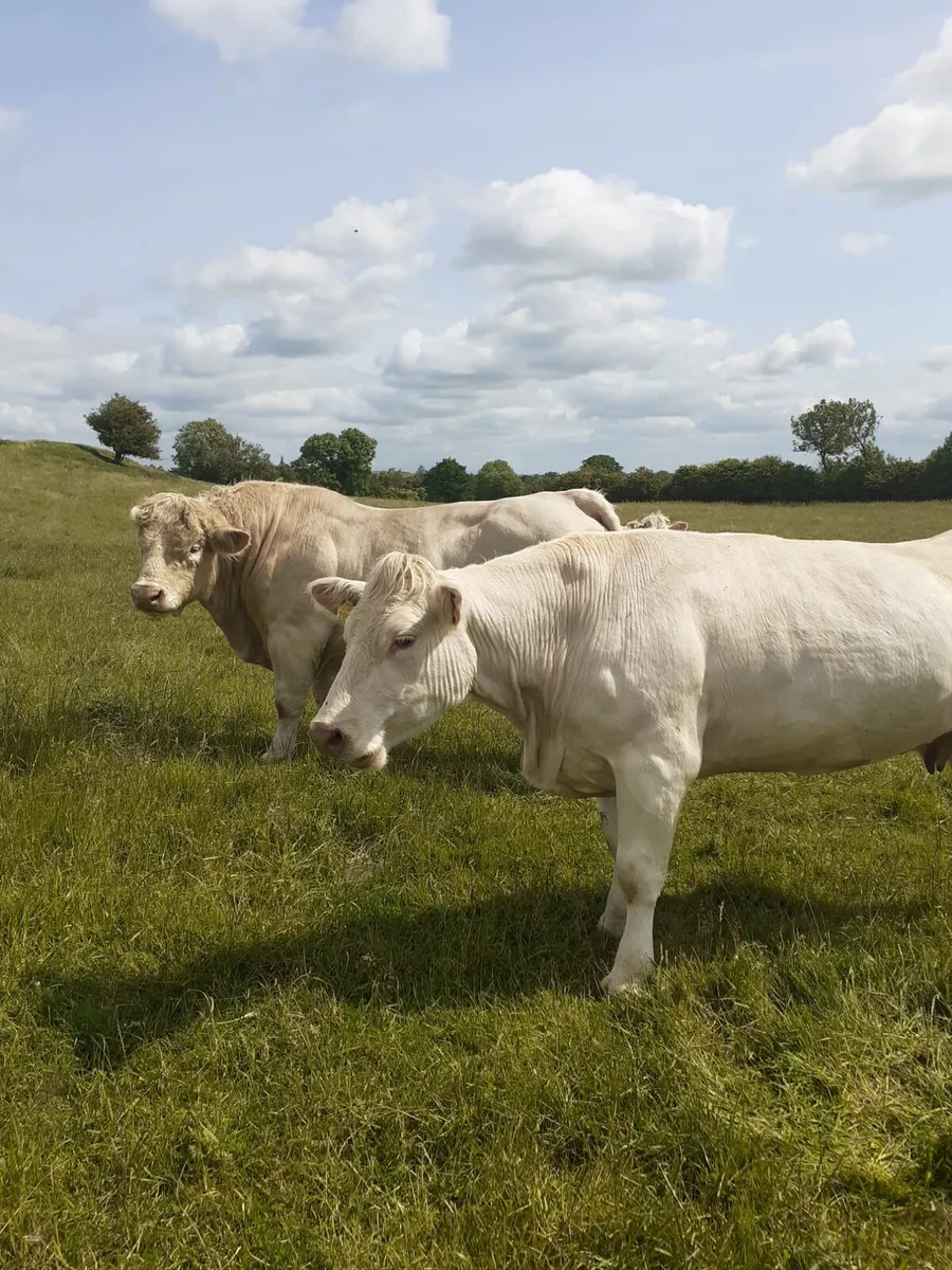 PBR Charolais Bulls - Image 2