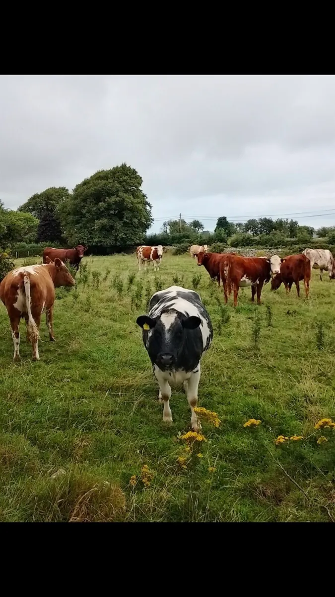 20 Incalf heifers - Image 3