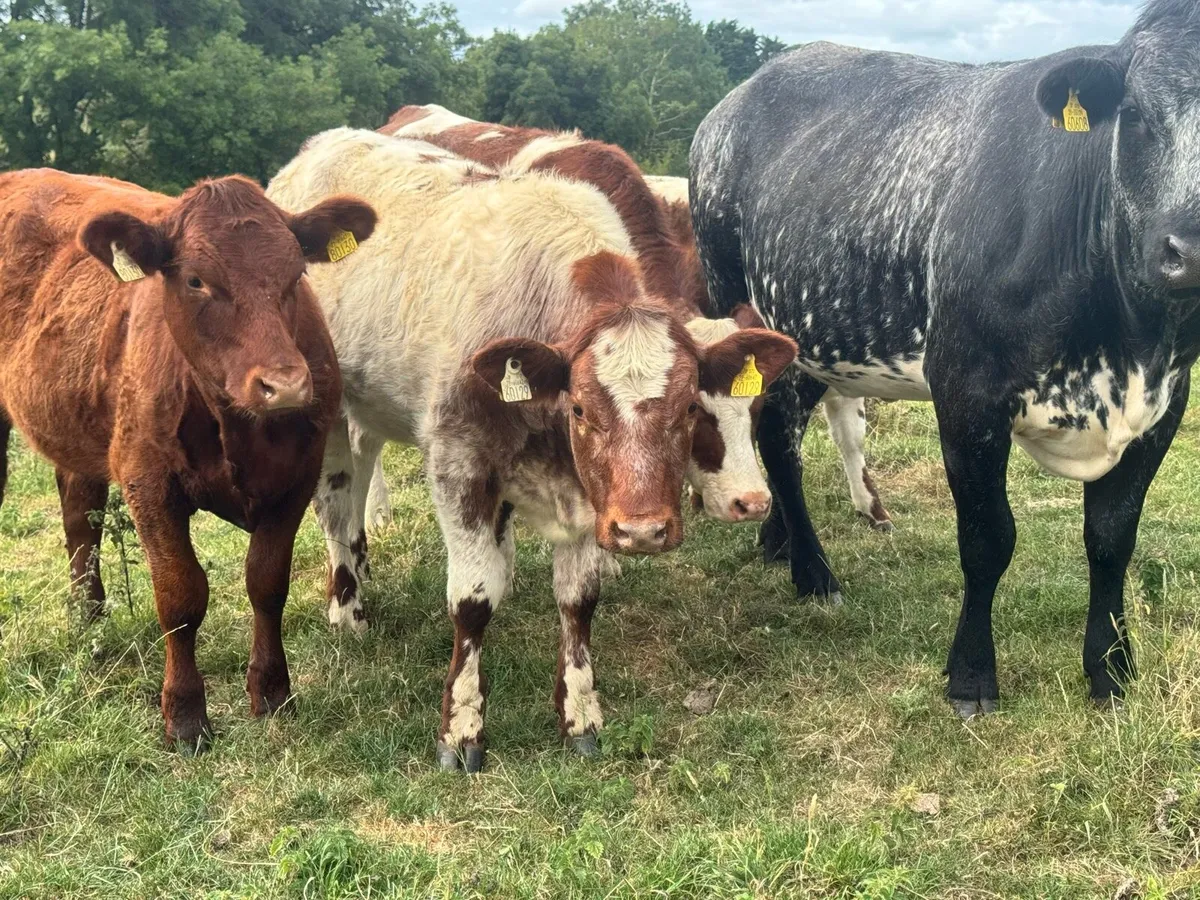 Roan & Coloured heifer weanlings ***** - Image 1