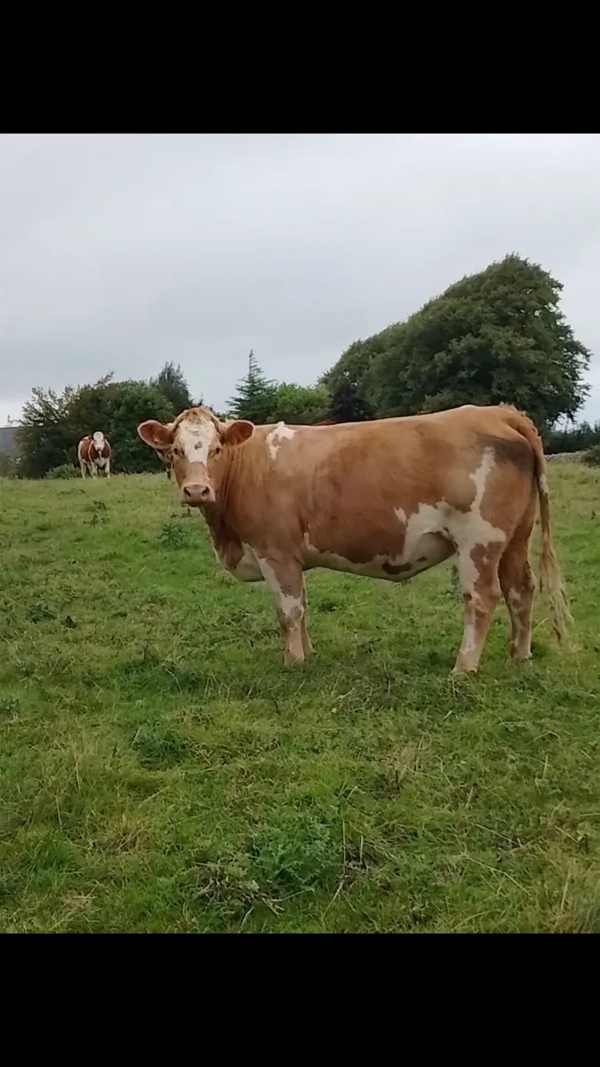 20 Incalf heifers - Image 4