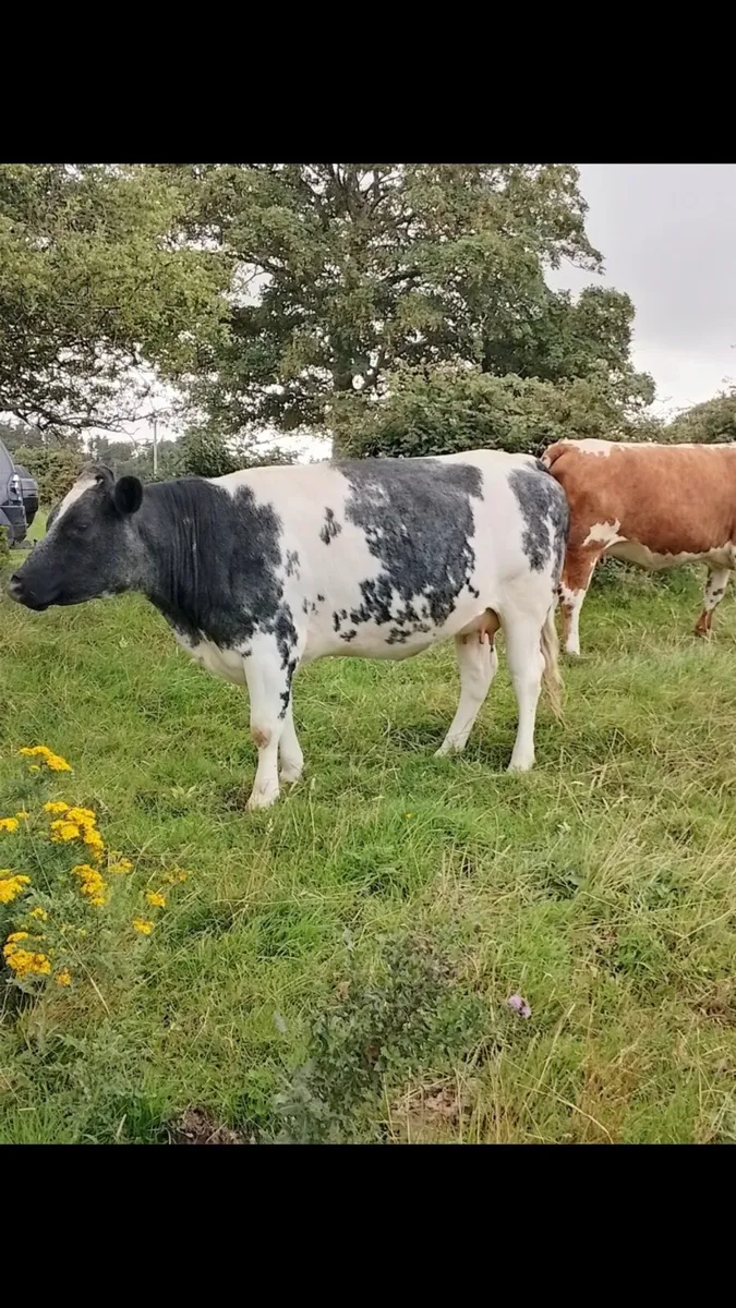 20 Incalf heifers - Image 2