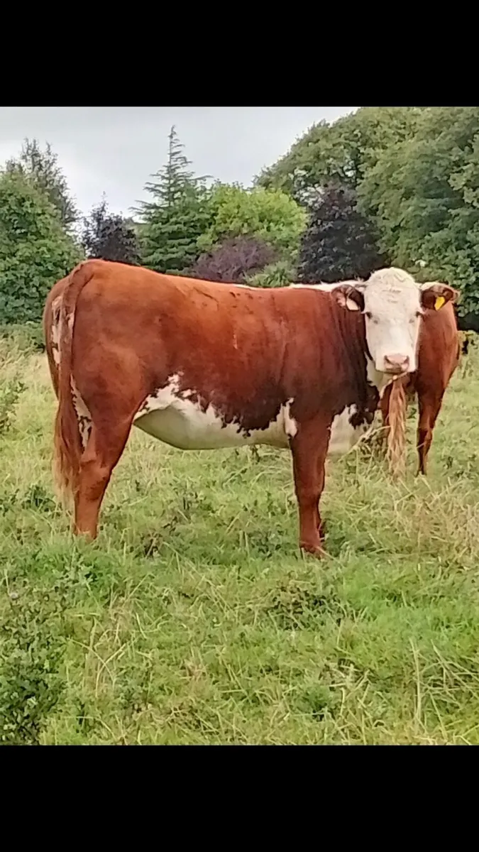 20 Incalf heifers - Image 1