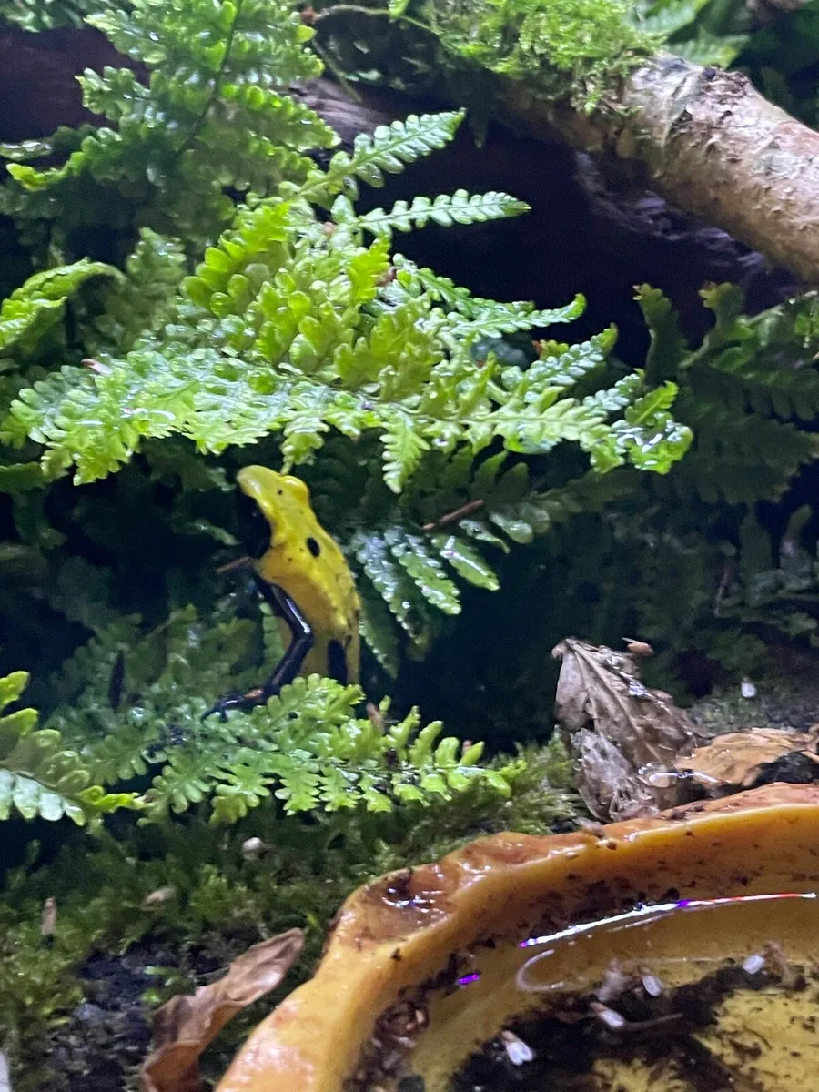 Dart frogs - Image 3