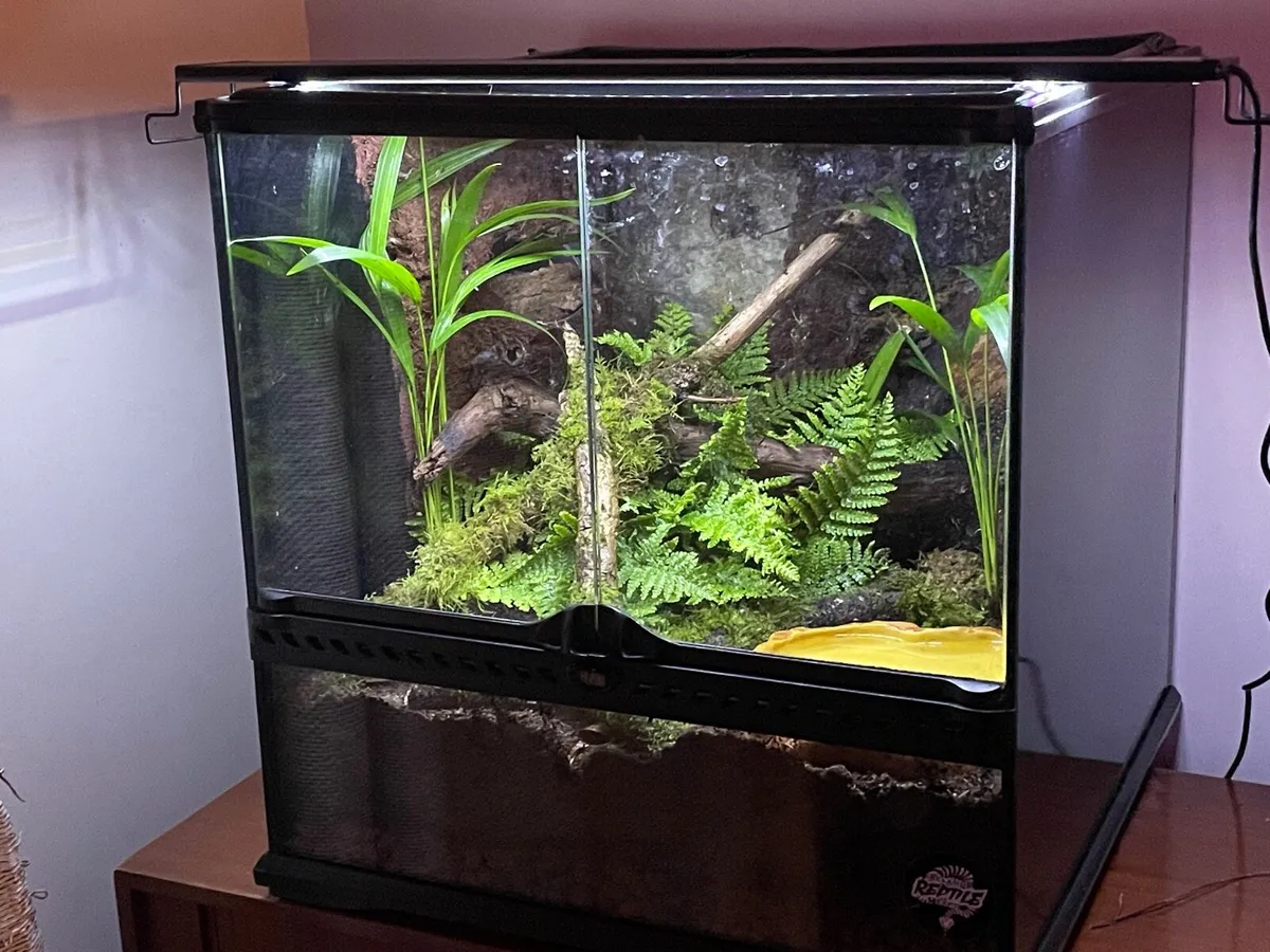 Dart frogs - Image 4
