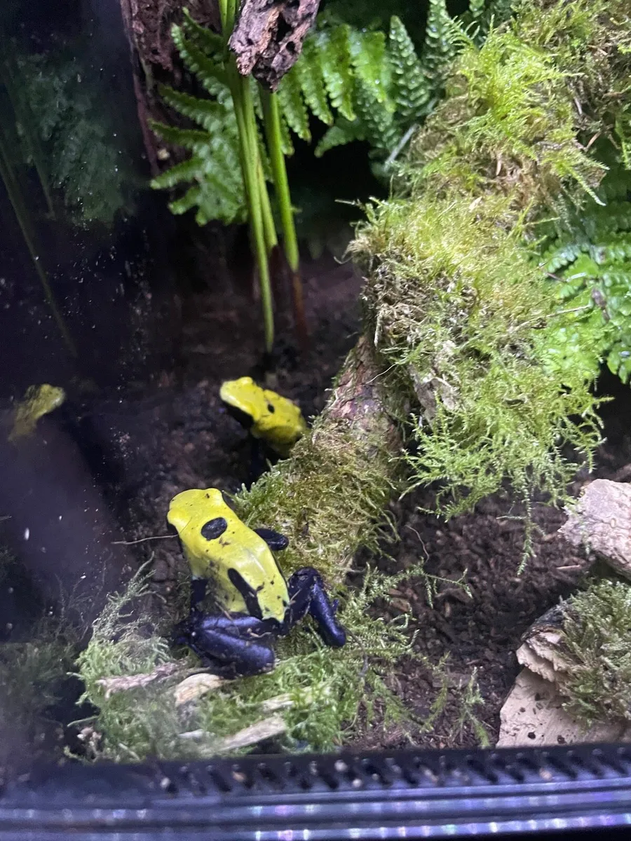 Dart frogs - Image 1
