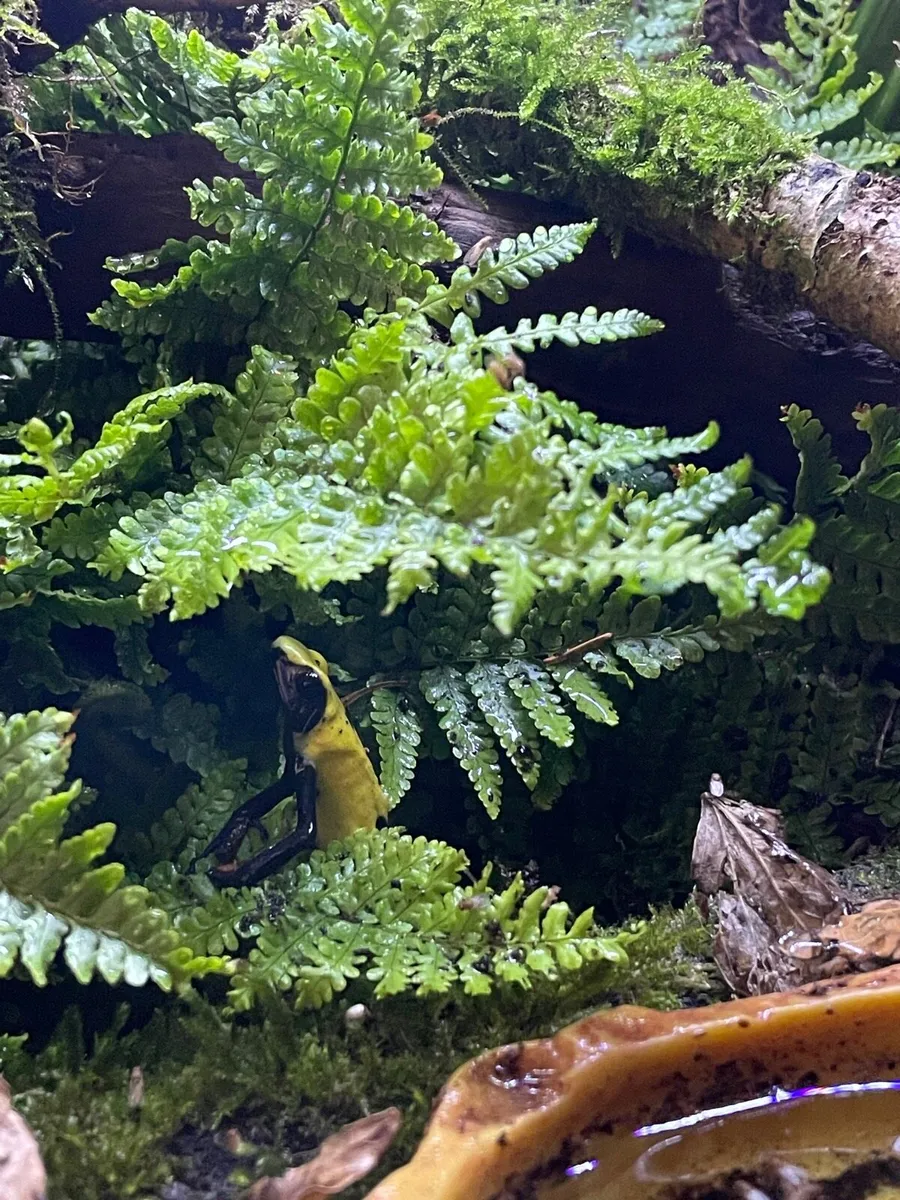 Dart frogs - Image 2