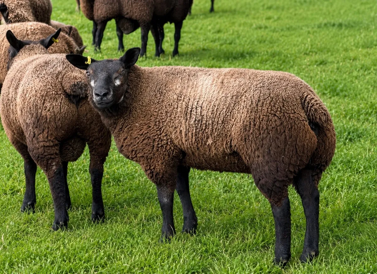 Pedigree Blue Texel ewe lamb - Image 2
